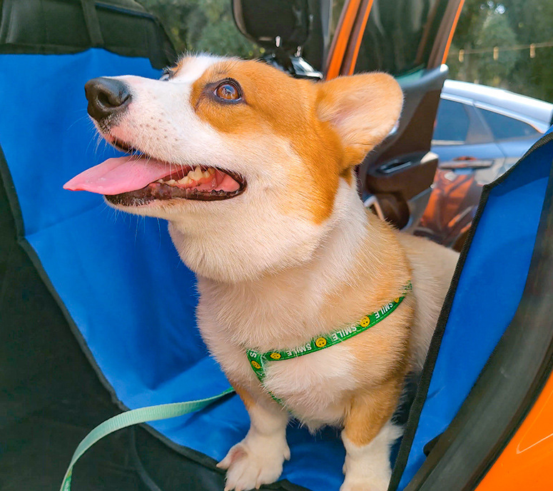 Corgi auf dem Autositzbezug